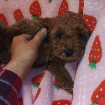 トイプードル(トイ)【愛知県・女の子・2023年1月8日・レッド】の写真「　たれ目で癒されます　甘えん坊」