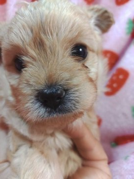 ミックス(チワワ×プードル)【愛知県・女の子・2022年3月23日・クリーム】の写真「おっとり系ーーチワワとプードルMIX犬 小ぶり」