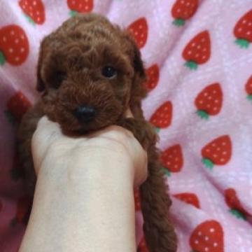 トイプードル(トイ)【愛知県・女の子・2022年7月10日・レッド】の写真「　たれ目で癒されます　」