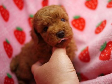 トイプードル(タイニー)【愛知県・女の子・2014年2月23日・レッド】の写真「きれいな子に育ちます　女の子その２」