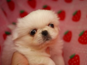 ペキニーズ【愛知県・女の子・2014年3月4日・ホワイト】の写真「天使のような女の子」