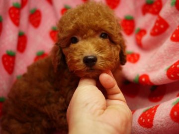 トイプードル(タイニー)【愛知県・男の子・2013年11月28日・レッド】の写真「愛嬌たっぷり女の子みたいな男の子」