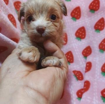 ミックス(チワワ×プードル)【愛知県・男の子・2022年7月3日・クリーム】の写真「おっとり系ーーチワワとプードルMIX犬」