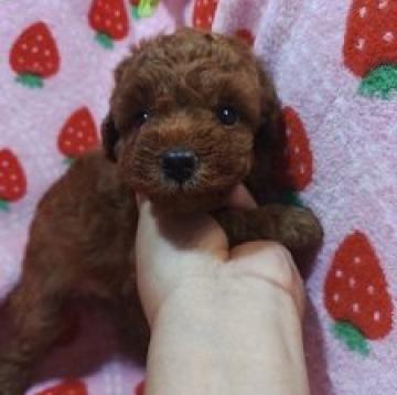 トイプードル(トイ)【愛知県・男の子・2022年7月10日・レッド】の写真「　たれ目で癒されます　」