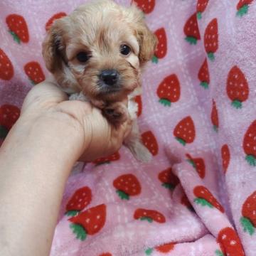 ミックス(チワワ×プードル)【愛知県・女の子・2022年8月21日・クリーム】の写真「おっとり系ーーチワワとプードルMIX犬 小ぶり」