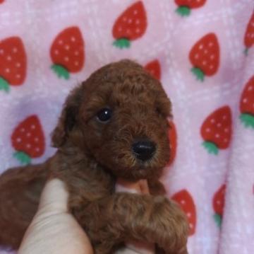 トイプードル(トイ)【愛知県・女の子・2022年7月10日・レッド】の写真「　たれ目で癒されます　」