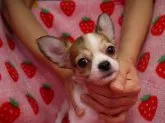 チワワ(ロング)【愛知県・男の子・2013年7月18日・レッド&ホワイト パーティー】の写真5