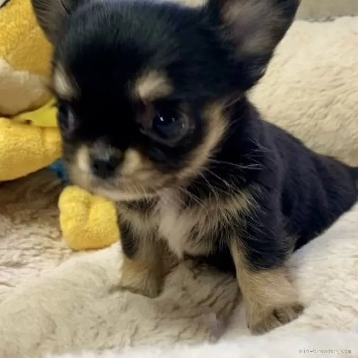 ID:2410-07280の子犬