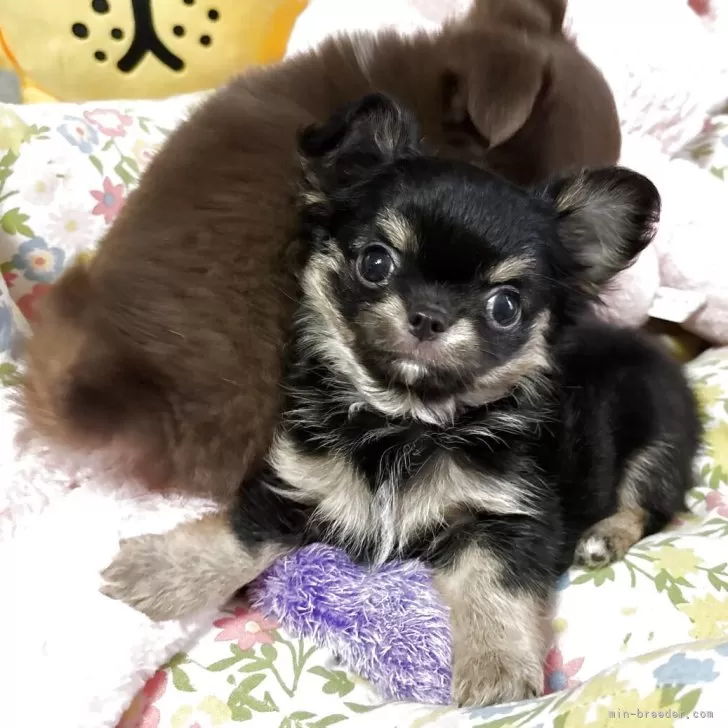 K.M 様のお迎えした子犬