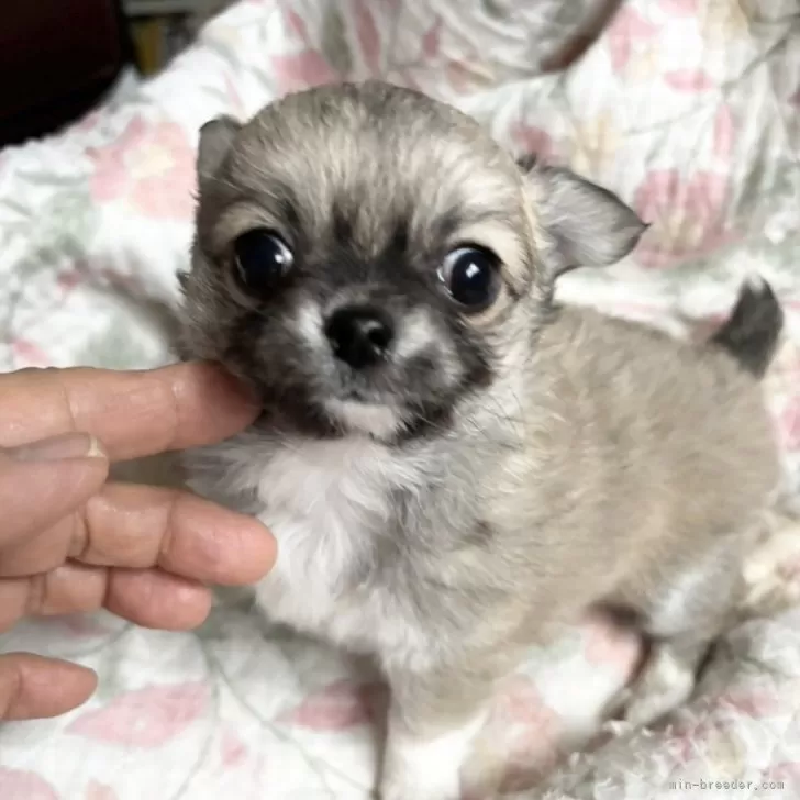 ID：2501-01480の子犬