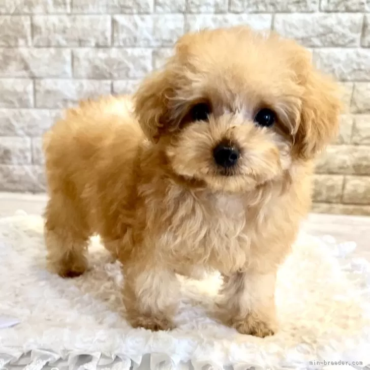 M.H 様のお迎えした子犬