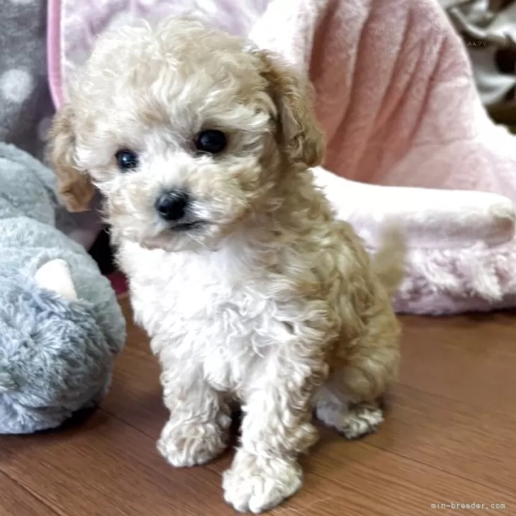 ID：2505-02969の子犬