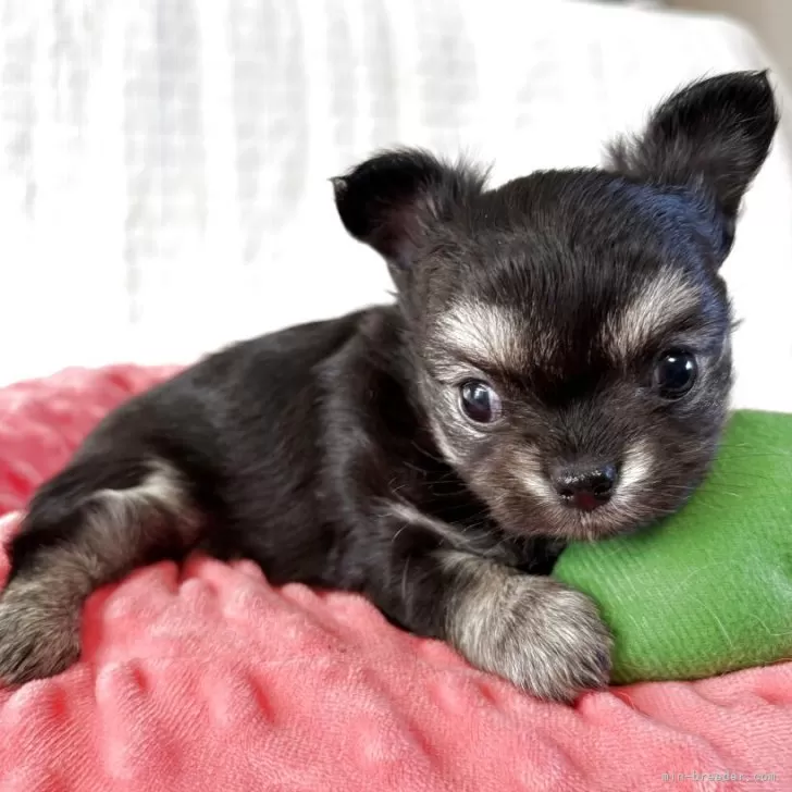 チワワ(ロング)【佐賀県・女の子・2025年10月27日・ブラックタン】の写真1「生後36日❣️」