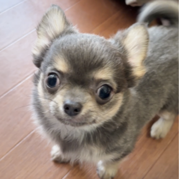 チワワ(ロング)【佐賀県・男の子・2025年9月8日・ブルー&クリームタン】の写真「毛量も多く優しいお顔立ちのワンちゃんです❣️✨」