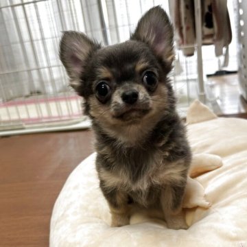 チワワ(ロング)【佐賀県・男の子・2025年9月8日・ブルー&クリームタン】の写真「毛量も多く優しいお顔立ちのワンちゃんです❣️✨」