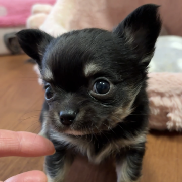 チワワ(ロング)【佐賀県・男の子・2025年10月1日・ブルッチ ブラックタン 男の子 ちびちび】の写真「超極小お目目ぱちくり👀✨
可愛い子です🩷」