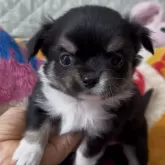 チワワ(ロング)