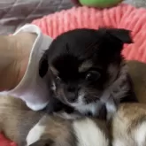 チワワ(ロング)
