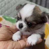 チワワ(ロング)