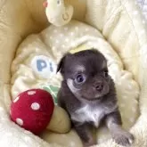 チワワ(ロング)