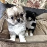 チワワ(ロング)【佐賀県・女の子・2025年9月19日・フォーン&ホワイト】の写真5