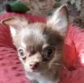 チワワ(ロング)【佐賀県・女の子・2025年7月21日・チョコタン】の写真5