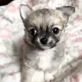 チワワ(ロング)【佐賀県・女の子・2024年11月23日・フォーン&ホワイト】の写真7