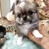 チワワ(ロング)【佐賀県・女の子・2025年9月19日・フォーン&ホワイト】の写真7