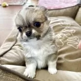 チワワ(ロング)【佐賀県・女の子・2025年9月19日・フォーン&ホワイト】の写真8「めちゃくちゃ可愛く育ってます。」