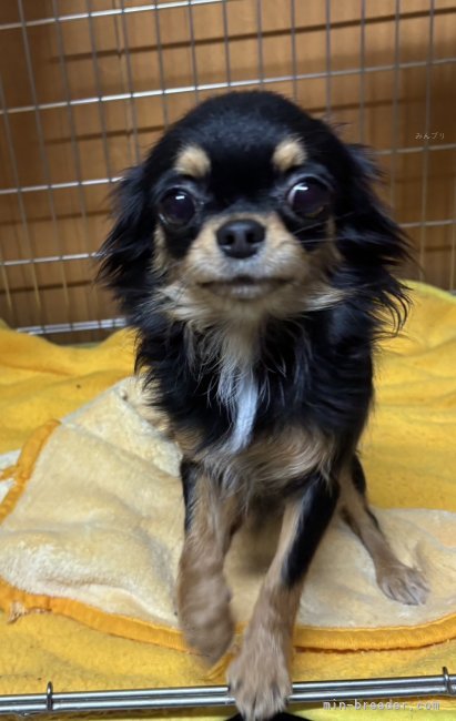 チワワ(ロング)【・女の子・2023年11月1日・ブラック&タン】「お目目がくりくり。白目がほぼ無くてキラキラしてます🎵」