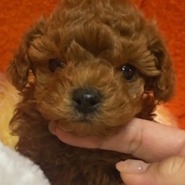 トイプードル(タイニー)【佐賀県・男の子・2023年10月20日・レッド】の写真「毛量多い、濃いレッドの男の子です‼」