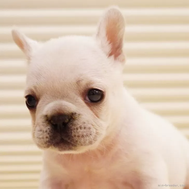 K.K 様のお迎えした子犬