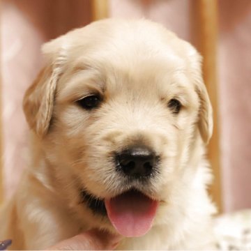 ゴールデンレトリバー【香川県・男の子・2025年7月31日・ゴールデン】の写真「しっかり骨太くん🐶」