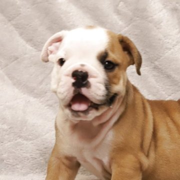 ブルドッグ【香川県・男の子・2025年6月11日・レッドアンドホワイト】の写真「元気いっぱい🐶」