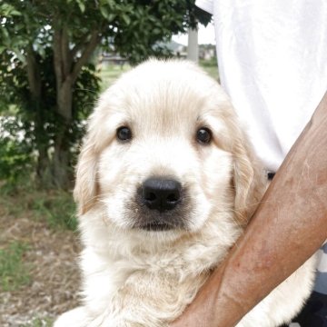 ゴールデンレトリバー【香川県・男の子・2025年7月31日・ゴールデン】の写真「マズルが太いタイプのかわいいお顔です」