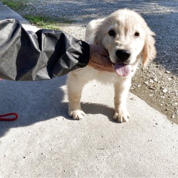 ゴールデンレトリバー【香川県・男の子・2025年7月31日・ゴールデン】の写真「マズルが太いタイプのかわいいお顔です」