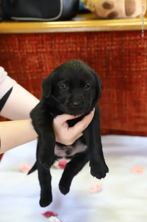 ID：2201-01382の子犬