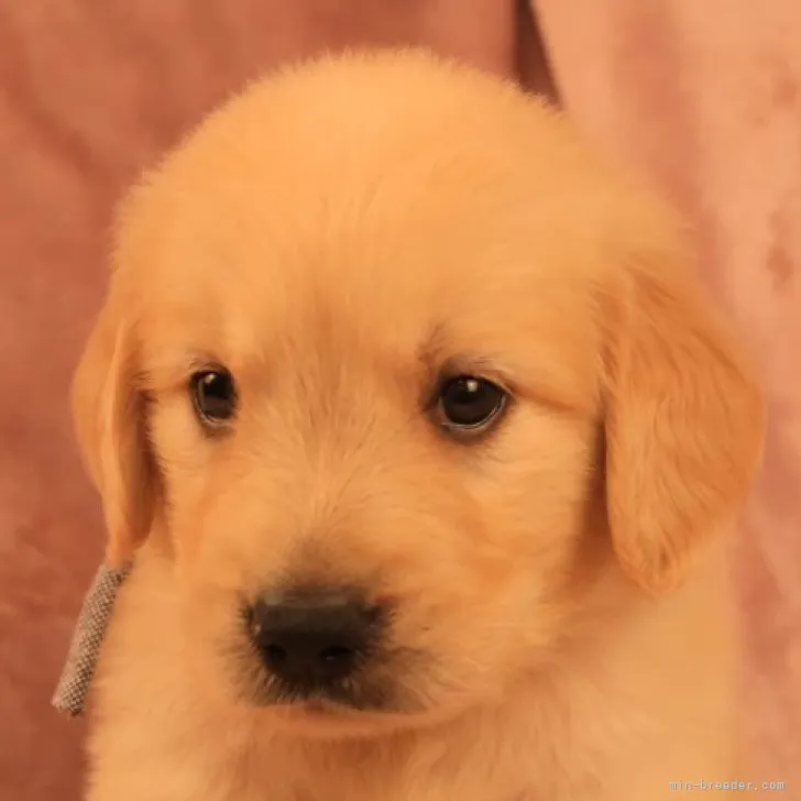 ID:2308-00824の子犬