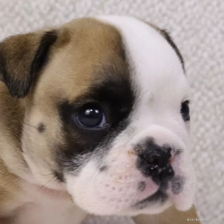 ID:2408-06705の子犬