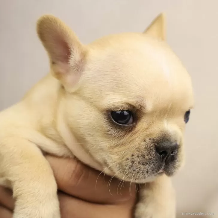 ID:2409-02377の子犬