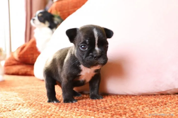 ID：2101-00493の子犬