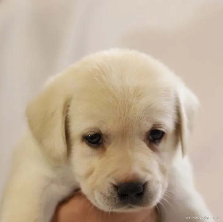 ID:2306-01231の子犬