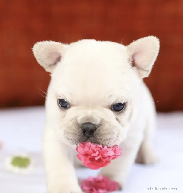 ID：2201-01390の子犬