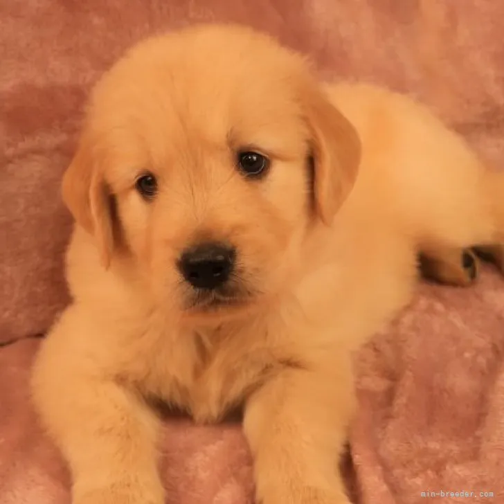 ハリー 様のお迎えした子犬