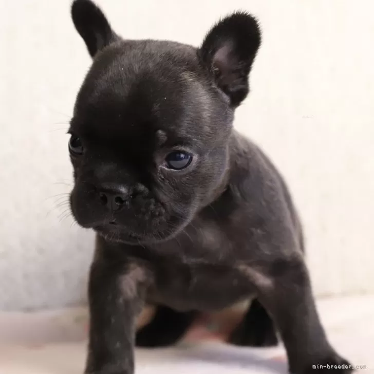 ID：2409-02380の子犬