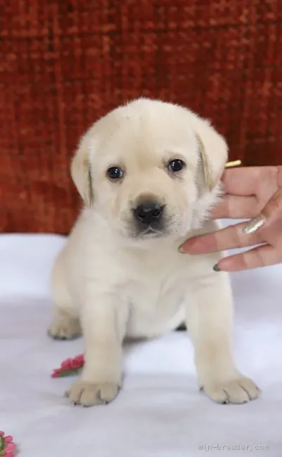 ID：2201-01388の子犬