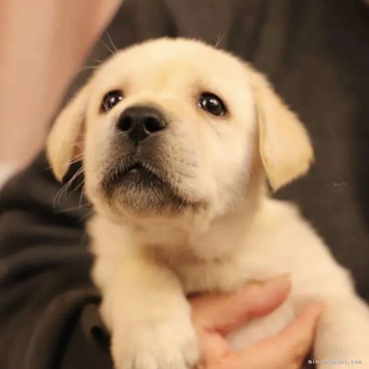 ID：2311-05195の子犬