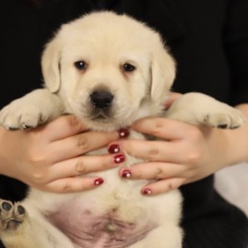 ラブラドールレトリバー【香川県・男の子・2023年11月1日・イエロー】の写真「お父さん🐶はjkcチャンピオン👑」