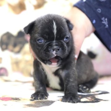 フレンチブルドッグ【香川県・男の子・2023年3月30日・ブリンドル】の写真「ブルーがかったブリンドル」