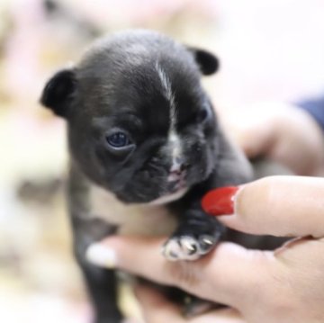 フレンチブルドッグ【香川県・男の子・2023年3月30日・ブリンドル】の写真「ブルーがかったブリンドル」